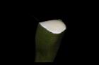 巴西橡膠樹-乳汁03.JPG