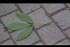 巴西橡膠樹-葉背02.jpg