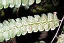 廣葉鋸齒雙蓋蕨-孢子10.jpg