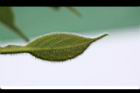 恆春厚殼樹-幼葉3.JPG