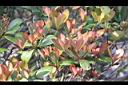 恆春石斑木-嫩葉4.jpg