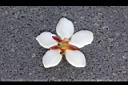恆春石斑木-花萼4.jpg