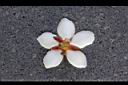 恆春石斑木-花萼5.jpg