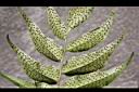 披針貫眾蕨-孢子02.jpg
