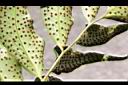 披針貫眾蕨-孢子05.jpg