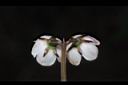 斑紋鹿蹄草-花萼0.JPG