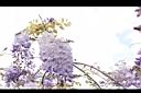 日本紫藤-花05.JPG