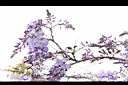 日本紫藤-花10.JPG