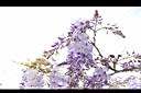 日本紫藤-花11.JPG