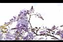 日本紫藤-花13.JPG