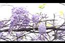 日本紫藤-花17.JPG