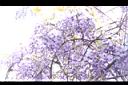 日本紫藤-花20.JPG