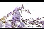 日本紫藤-花12.JPG