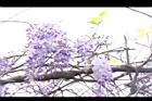 日本紫藤-花18.JPG