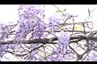 日本紫藤-花19.JPG