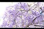 日本紫藤-花21.JPG