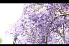 日本紫藤-花22.JPG