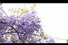 日本紫藤-花25.JPG