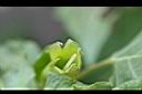 曼陀羅-花萼3.jpg