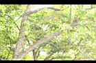杏葉石櫟-枝02.JPG
