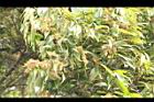 杏葉石櫟-花18.JPG