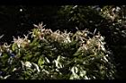 杏葉石櫟-花21.JPG