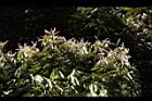 杏葉石櫟-花22.JPG
