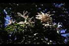 杏葉石櫟-花23.JPG