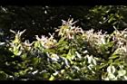 杏葉石櫟-花25.JPG