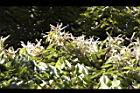杏葉石櫟-花27.JPG