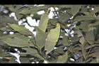 杏葉石櫟-葉15.JPG