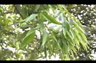 杏葉石櫟-葉背00.JPG
