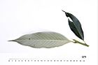 杏葉石櫟-葉背14.JPG