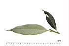 杏葉石櫟-葉背15.JPG