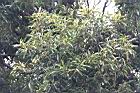 杏葉石櫟30.JPG