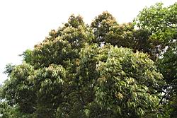 杏葉石櫟10.JPG