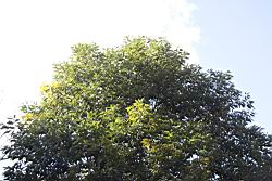 杏葉石櫟11.JPG