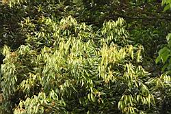 杏葉石櫟12.JPG