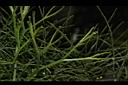 松葉蕨-孢子葉13.JPG