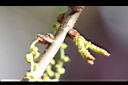 栓皮櫟-雄花苞0.jpg