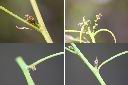 栓皮櫟-雌花1.jpg