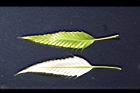 栓皮櫟-幼葉.jpg