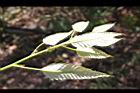 栓皮櫟-幼葉背0.jpg
