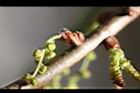 栓皮櫟-雄花苞1.jpg