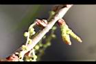 栓皮櫟-雄花苞2.jpg