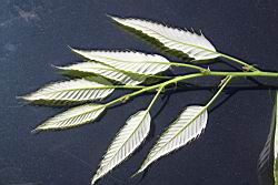 栓皮櫟-幼葉背1.jpg