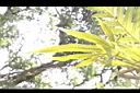 槭葉石葦-孢子葉01.jpg