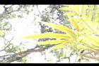 槭葉石葦-孢子葉05.jpg