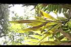 槭葉石葦-孢子葉09.jpg