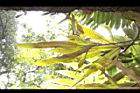 槭葉石葦-孢子葉10.jpg